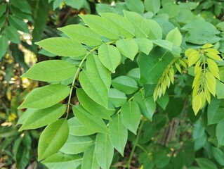 Nicaraguan coffee shade or Gliricidia sepium plant, Close up view 