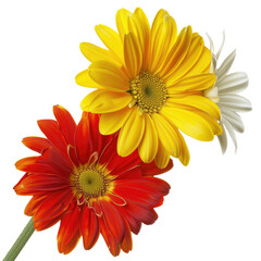 Fototapeta premium Colorful gerbera daisies bouquet, close-up, studio shot, black background, floral arrangement