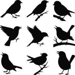 Bird silhouette illustration, flying bird shapes, perched bird poses, black vector design, avian behavior, nature concept, wildlife posture, no background, educational use.
