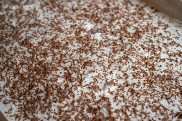 Close-up of a cake surface topped with white frosting and scattered chocolate shavings.