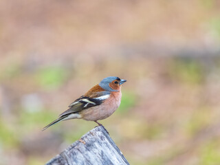 Common chaffinch, Fringilla coelebs, sits on a tree. Common chaffinch in wildlife.