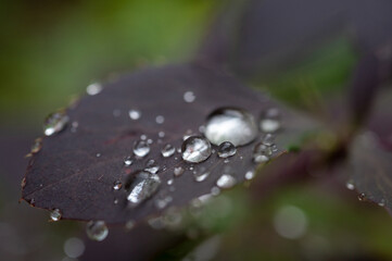 Close-up of a dark leaf with water droplets resting on its surface, showcasing the water's...