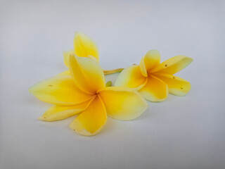 Obraz premium Yellow plumeria flower with loose petals isolated on white, representing purity, tropical nature, and serene spa aesthetics.