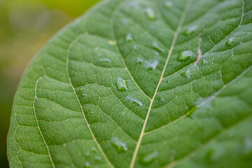 Close-up of a green leaf with water droplets on its surface, showcasing the texture and veins of the leaf.