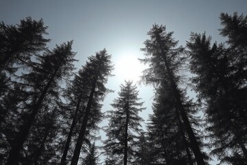 Tall evergreen trees silhouetted against the bright sun in a clear sky, creating a serene and peaceful forest scene