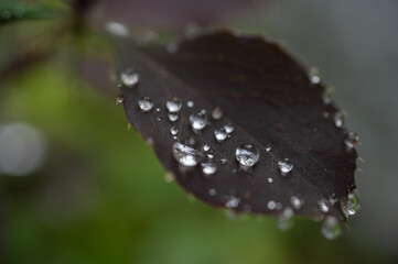 Close-up of a dark leaf with water droplets resting on its surface, showcasing the water's reflection and texture, captured in soft natural light.
