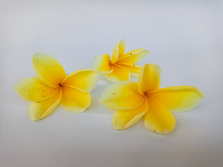 Yellow plumeria flower with loose petals isolated on white, representing purity, tropical nature, and serene spa aesthetics.
