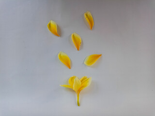 Yellow plumeria flower with loose petals isolated on white, representing purity, tropical nature, and serene spa aesthetics.