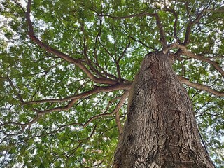 A large tree likely a Cariniana legalis or Enterolobium cyclocarpum, looking upwards the canopy, highlighting the texture of the bark and the branching structure against the sky