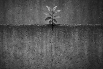 A solitary sapling thrives amidst a textured concrete backdrop