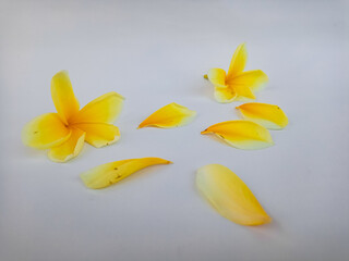 Yellow plumeria flower with loose petals isolated on white, representing purity, tropical nature, and serene spa aesthetics.