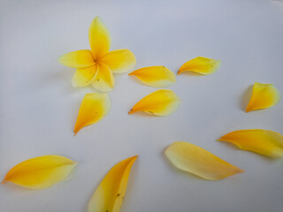 Yellow plumeria flower with loose petals isolated on white, representing purity, tropical nature, and serene spa aesthetics.