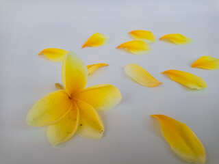 Yellow plumeria flower with loose petals isolated on white, representing purity, tropical nature, and serene spa aesthetics.