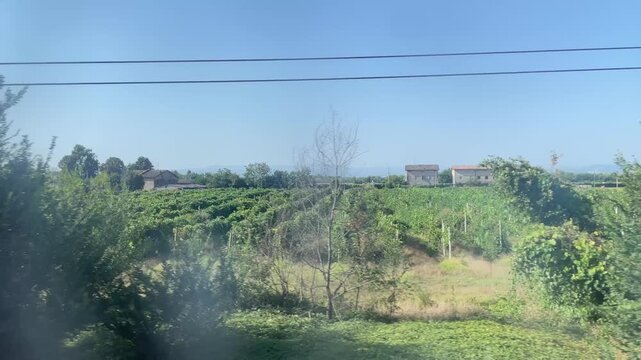 Vineyard Vista: Capturing the serene beauty of a vast vineyard under a clear sky, with rows of lush grapevines and distant buildings, evoking a sense of tranquility and the essence of agriculture. Emi