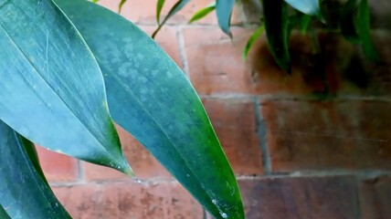 Obraz premium Green Leaves 