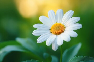 Fototapeta premium Close-up of a single white daisy flower with a yellow center against a soft green and yellow blurred background