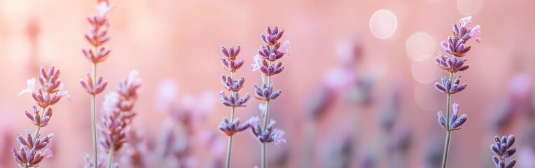Obraz premium Close-up of delicate lavender flowers with soft purple petals against a warm, softly blurred pink background evoking calm and serenity