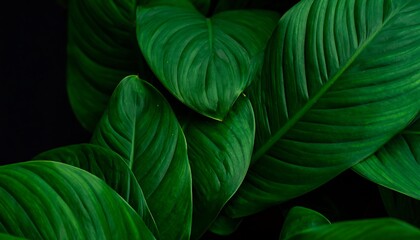 Close-up view of lush green leaves.