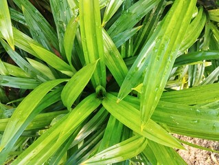 Pandan leaf or screwpine plant (Pandanus amaryllifolius) in outdoor garden, Top view 