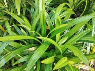Obraz premium Pandan leaf or screwpine plant (Pandanus amaryllifolius) in outdoor garden, Close up view 