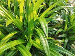 pandan leaf or screwpine plant (Pandanus amaryllifolius) in outdoor garden, Close up view 