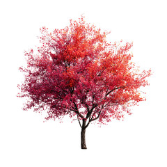 Obraz premium Autumn tree, vibrant foliage, isolated, nature background, website design
