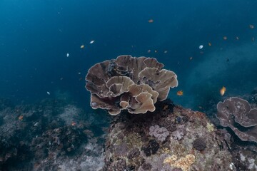 Underwater view of a large, textured coral formation on a tropical reef.
