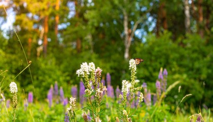 Wild purple flowers blossom beautifully in a summer meadow