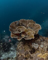 Underwater view of a large, textured brain coral thriving on a rocky reef.