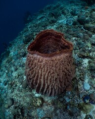 Large orange sea sponge clings to a vibrant coral reef underwater.