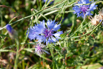 Blue summer flower, cornflower, in summer meadow, flower meadow with blue flowers, cornflowers, Centaurea cyanus. Blue flower for post, screensaver, wallpaper, postcard, banner, cover, website