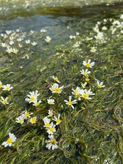 Białe kwiaty roślina wodna, rzeka Poprad, Małopolska © Maciej G. Szling
