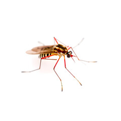A red mosquito on white background