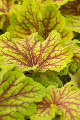 Close-up of Heuchera leaves showcasing vibrant green and red veining. Beautiful contrast and texture in a garden setting.