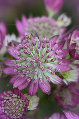 A cluster of Astrantia flowers displays a vibrant pink hue, their unique structures creating a visually captivating floral arrangement.