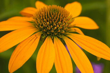 Radiant orange Echinacea coneflower with a striking green center, a symphony of colors in a close-up botanical portrait.