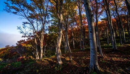 Fototapeta premium Autumn forest scene with colorful foliage and sunlight filtering through the trees.
