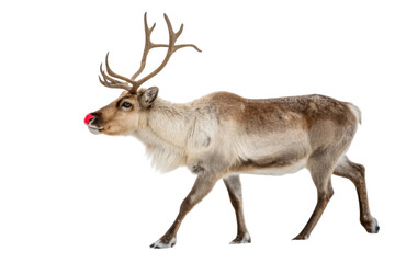 Fototapeta premium Reindeer with red nose walks gracefully, embodying spirit of Christmas. This majestic animal symbolizes holiday joy and festive cheer