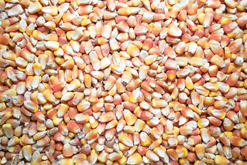 Fresh Corn Kernels. A close-up shot of a pile of raw, dry corn kernels being scooped. Perfect for...
