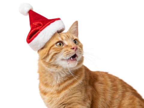 Festive cat wearing red Christmas hat expresses joy and excitement during holiday season. Perfect for celebrating Christmas cheer