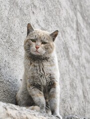 Gray tabby cat sitting alertly against a textured concrete wall background