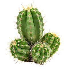 Green Cactus Trio Studio Shot, Desert Plant, Botanical, Isolated Background, Home Decor