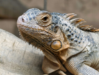 Green iguana portrait showcasing detailed scales and vibrant colors in a natural habitat