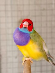 Colorful gouldian finch perched on a branch, showcasing vibrant plumage and delicate features