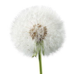 Fototapeta premium Close-up of a dandelion seed head (9)