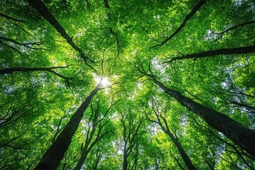 View looking up at tall trees with lush green leaves and sunlight filtering through the canopy in a vibrant forest