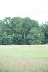 Obraz premium only a old gnarled tree