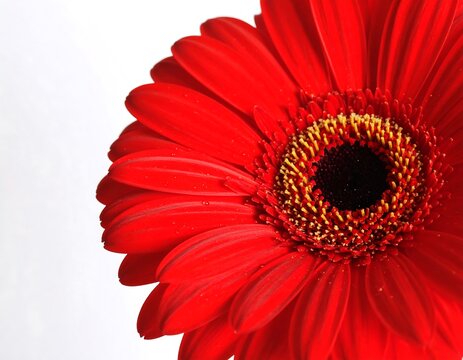 Close-up of vibrant red gerbera daisy - Powered by Adobe