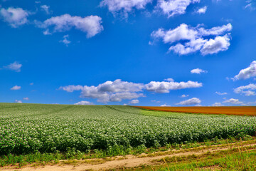 美瑛の大地と大空（北海道・美瑛町・びえいちょう）