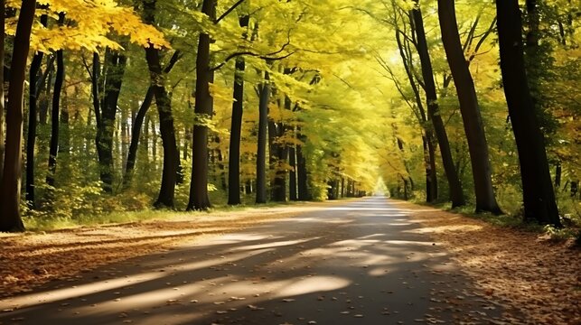 Calm forest road lined with yellow-leafed trees, fallen leaves rustling gently on the dark ground, peaceful autumn light streaming through
